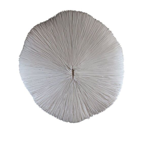 Large 12" Mushroom Coral Real Display Piece n Acrylic Base Beach Nautical Decor - Picture 2 of 7